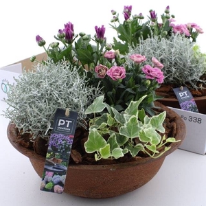 ARR TUINPLANTEN