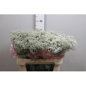 Gyps Pa Million Star