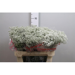 Gyps Pa Million Star