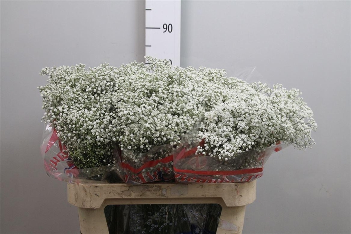 <h4>Gyps Pa Million Star</h4>