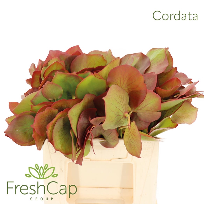 <h4>Cordata</h4>