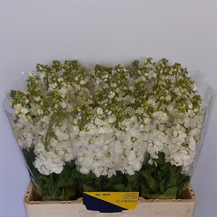 <h4>Matth Aida White</h4>