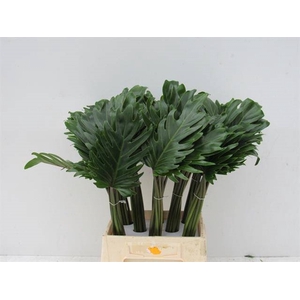 PHILODENDRON XANADU