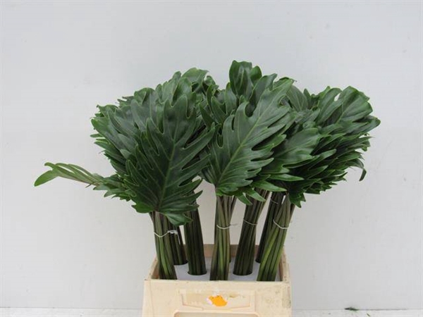 <h4>PHILODENDRON XANADU</h4>