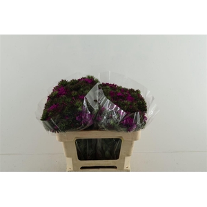 Di Barb Neon Purple 50cm