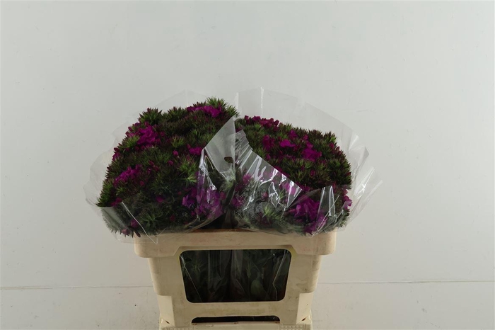 <h4>Di Barb Neon Purple 50cm</h4>