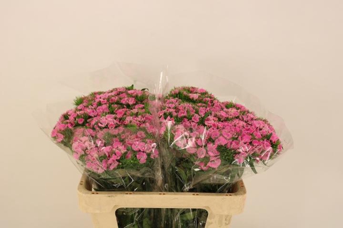 <h4>DI BARB EARL BRE</h4>