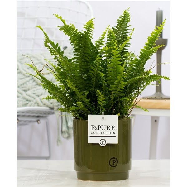 <h4>Nephrolepis Green Lady in P&PURE Ivy ceramics green</h4>