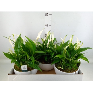 Spathiphyllum  'Pearl Cupido'