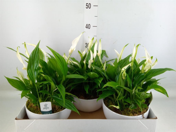 <h4>Spathiphyllum  'Pearl Cupido'</h4>