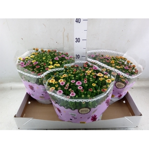 Chrysanthemum  'Jellyfish'  ..mix p