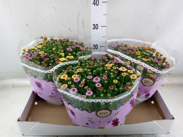 <h4>Chrysanthemum  'Jellyfish'  ..mix p</h4>