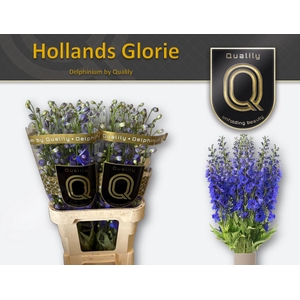 DELPH DU HOLLANDS GLORIE 80CM X40