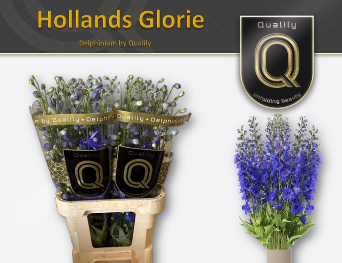 <h4>DELPH DU HOLLANDS GLORIE 80CM X40</h4>