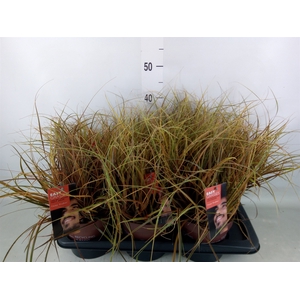 Uncinia rubra 'Everflame'