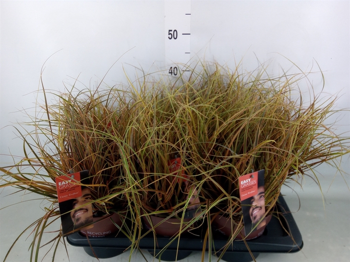 <h4>Uncinia rubra 'Everflame'</h4>