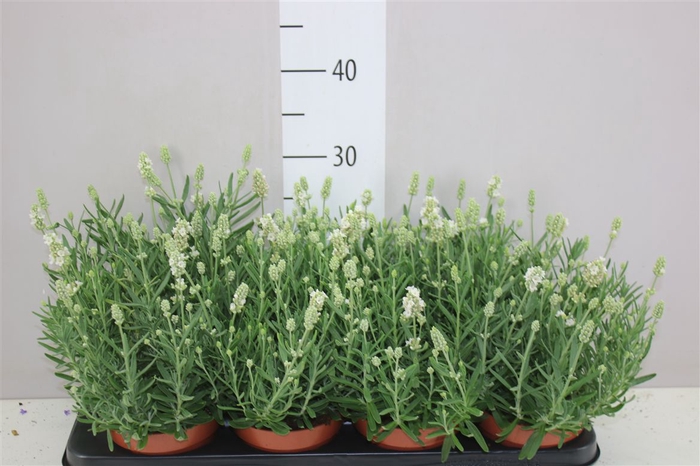<h4>Lavandula An Ellagance Ice</h4>