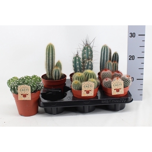 Cactus mix 12Ø 15cm