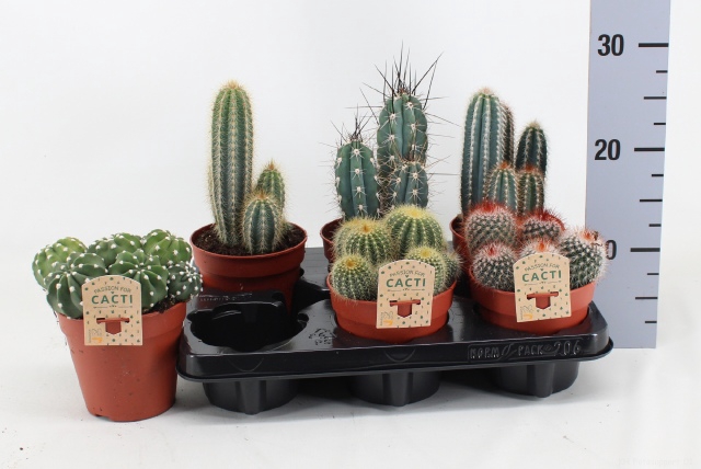 Cactus mix 12Ø 15cm