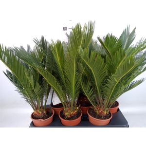Cycas revoluta