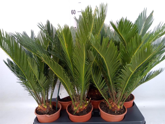 <h4>Cycas revoluta</h4>