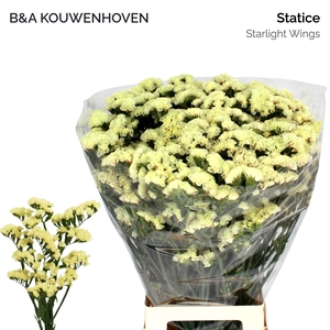 LIM S STARLIGHT WING