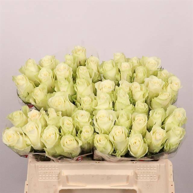 <h4>R GR ATHENA</h4>