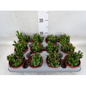 Crassula ovata 'Trompet'