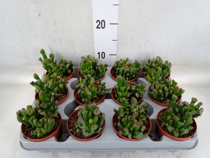 <h4>Crassula ovata 'Trompet'</h4>