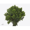 Conif.ch.obt. Alumi Gold