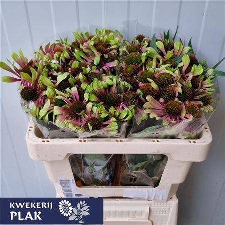 <h4>Echinicea Green Twister</h4>