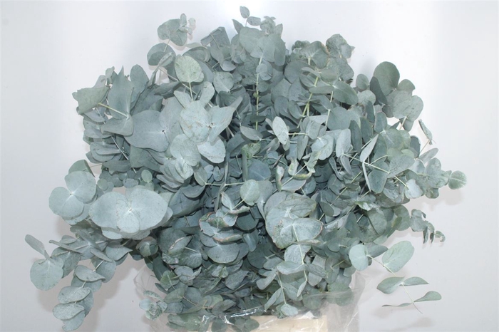 <h4>Euc Cinerea Per Bunch 300 Gram E X T R A</h4>