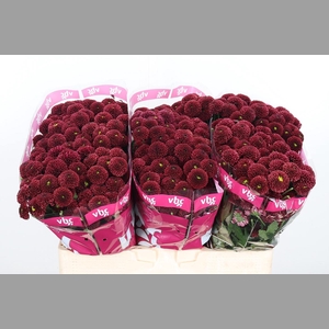 Chr San Aaa Purp Red