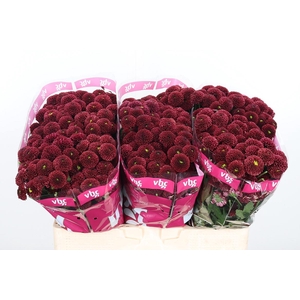 Chr San Aaa Purp Red