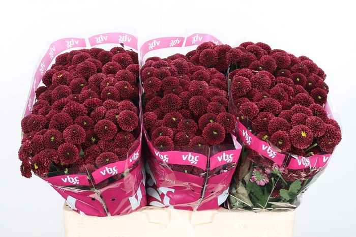 <h4>Chr San Aaa Purp Red</h4>