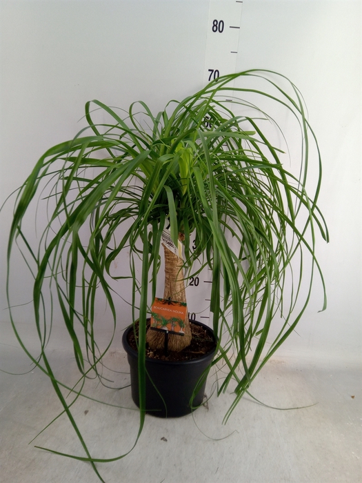 <h4>Beaucarnea recurvata</h4>