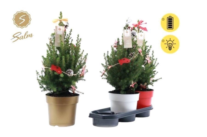 <h4>Picea Gl December</h4>