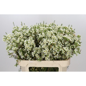 Chamelaucium Ivory Pearl