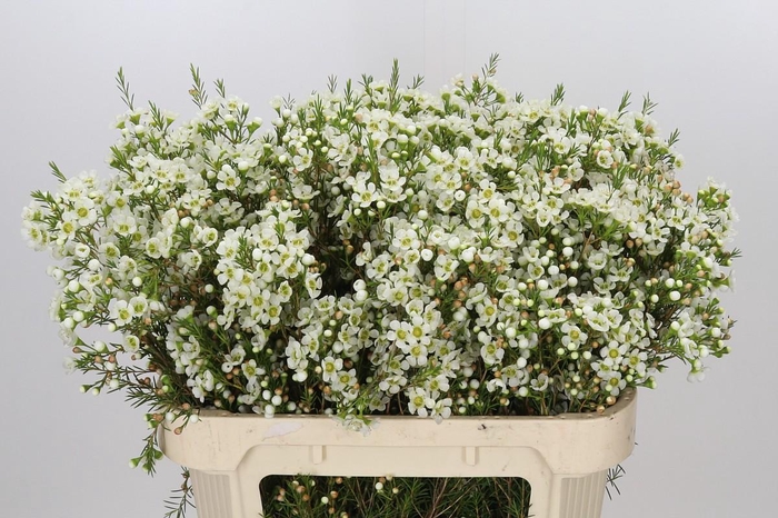 <h4>Chamelaucium Ivory Pearl</h4>