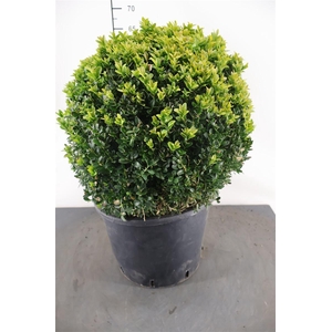 Buxus Sempervirens 29 Cm. Pot