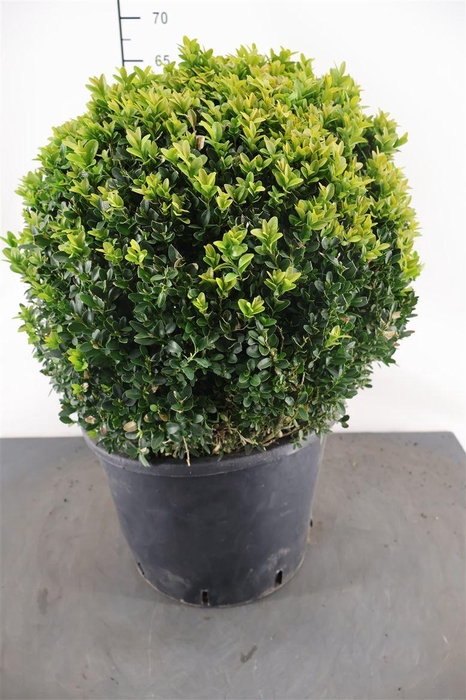 <h4>Buxus Sempervirens 29 Cm. Pot</h4>