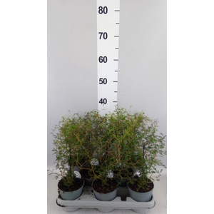 Sophora prostrata 'Little Baby'