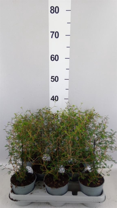 <h4>Sophora prostrata 'Little Baby'</h4>