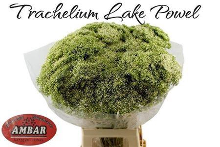 <h4>Trach Lake Powell</h4>