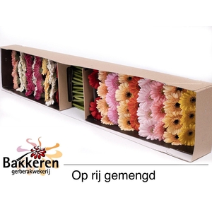 GE MI OP RIJ GEM