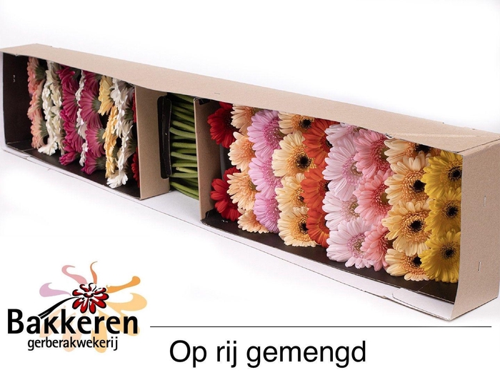 <h4>GE MI OP RIJ GEM</h4>