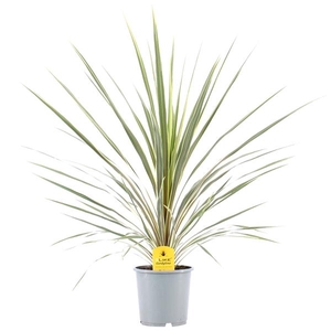 Cordyline australis 'Variegata'
