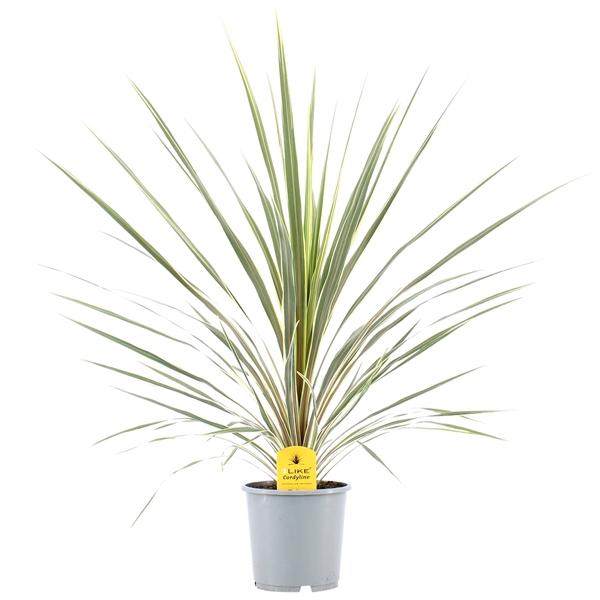 <h4>Cordyline australis 'Variegata'</h4>