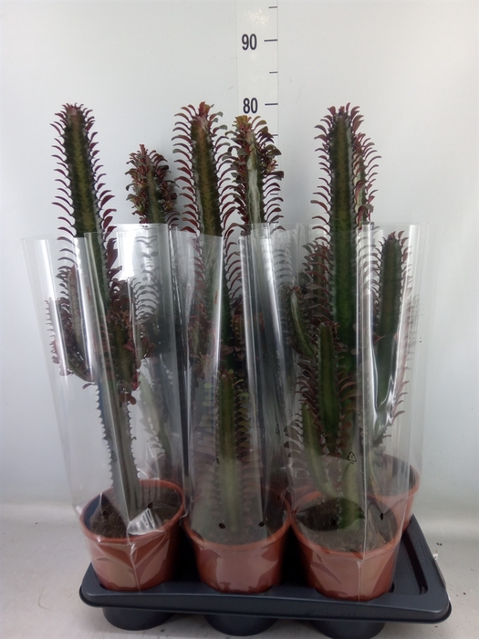 <h4>Euphorbia trigona 'Rubra'</h4>