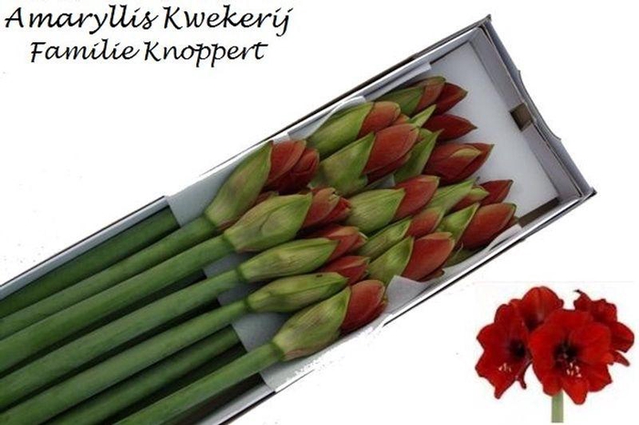 <h4>HIPP GA FERRARI</h4>